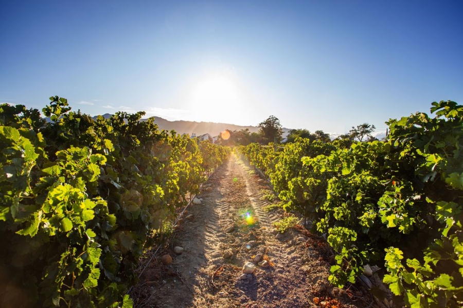 0 Bedroom Property for Sale in Val De Vie Estate Western Cape